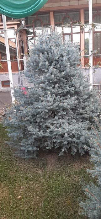 Голубая ель высота 3 м