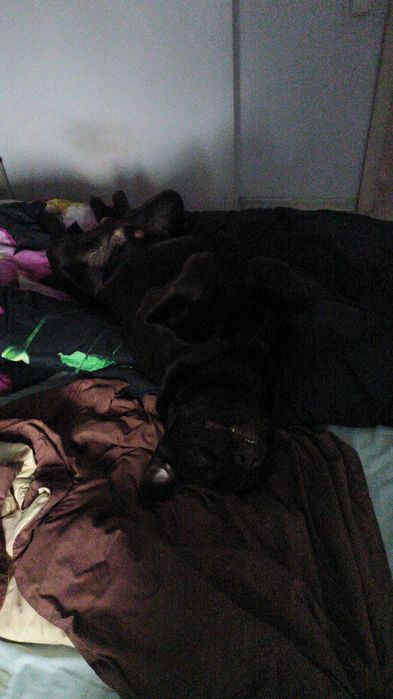 Лабрадор.очень крупный мальчик Ищем девочку.