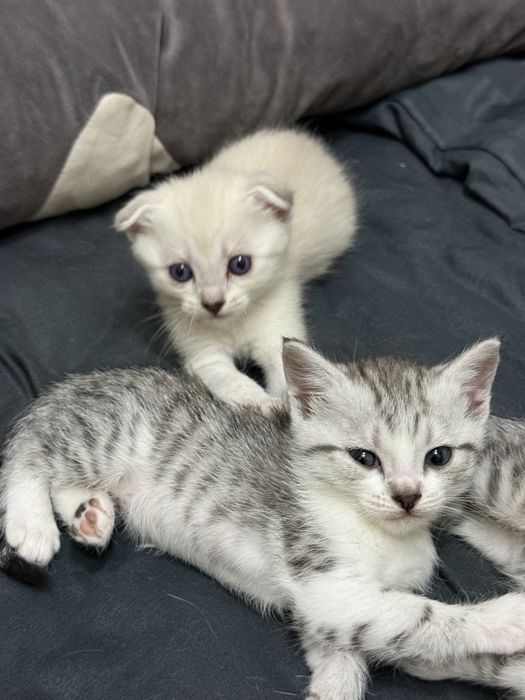 Продаются шотландские котята
