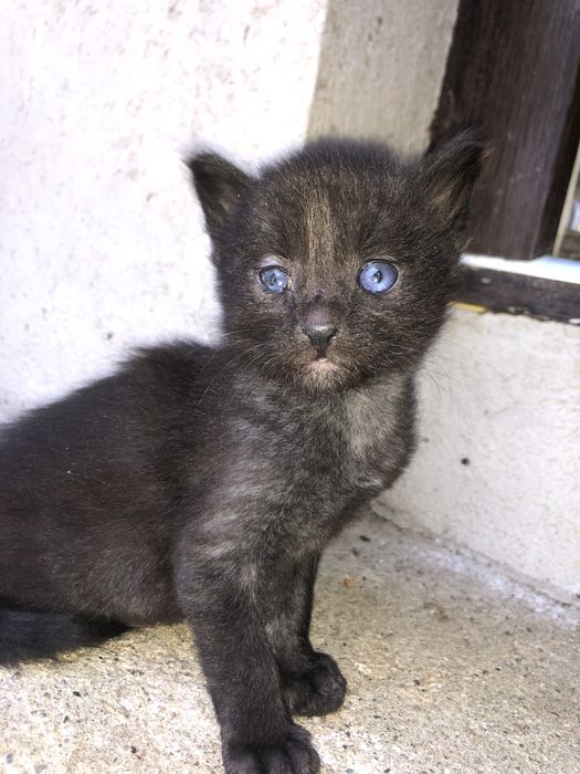 Puiuți de pisică spre adopție