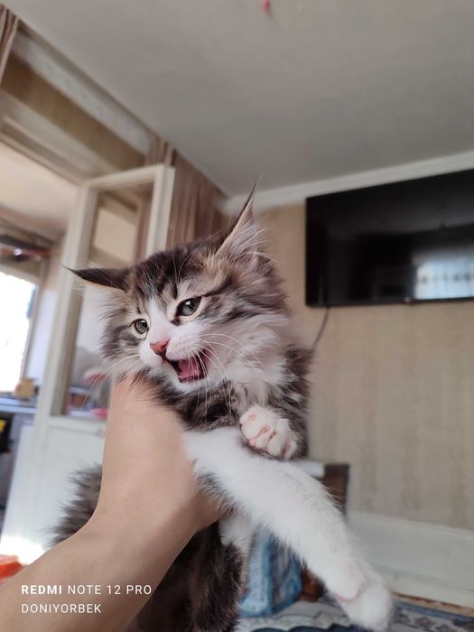 Mushuk 2.5 oylik zoti meynken juda oyinqaroq sotiladi