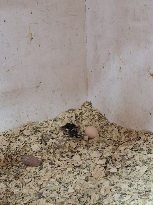 Дакан курица несётся