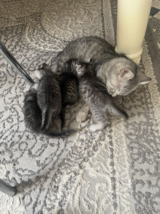Котенке, мысыктар