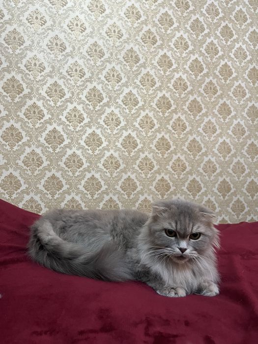 Котенок вислоухие