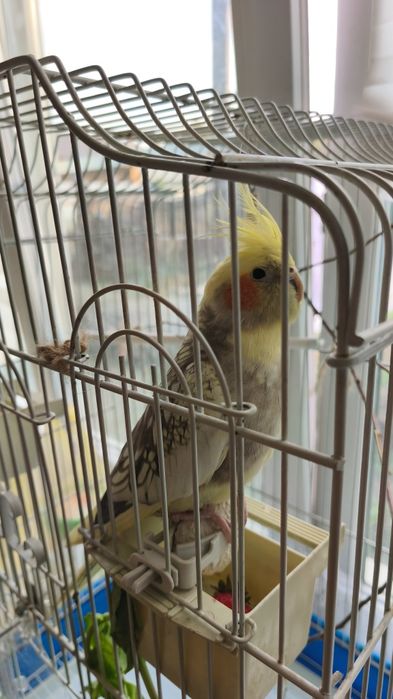 Попугай Корелла ручной