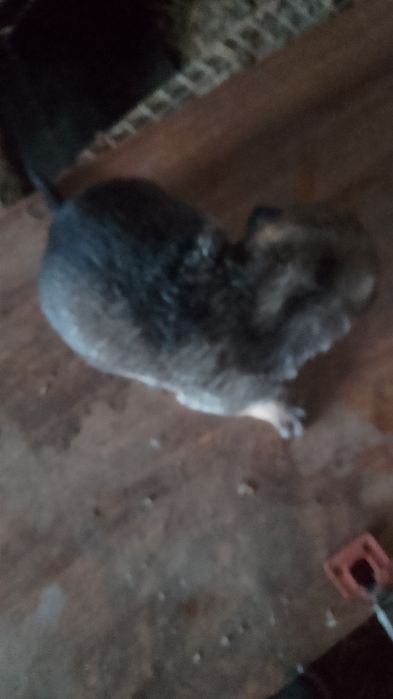 Продам два щенка