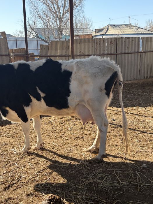 Сүтті порода сиыр