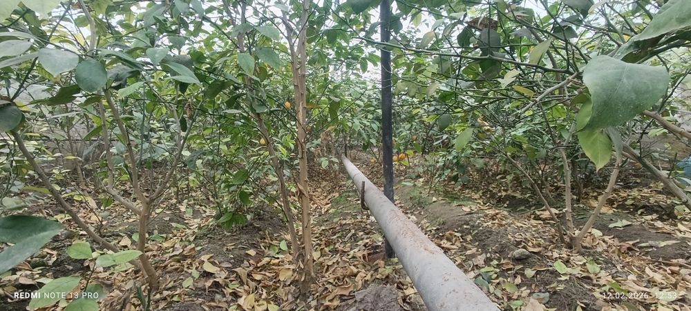 Лимон кўчатлари сотилади