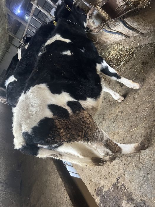 Vand 2 juninci olandeze