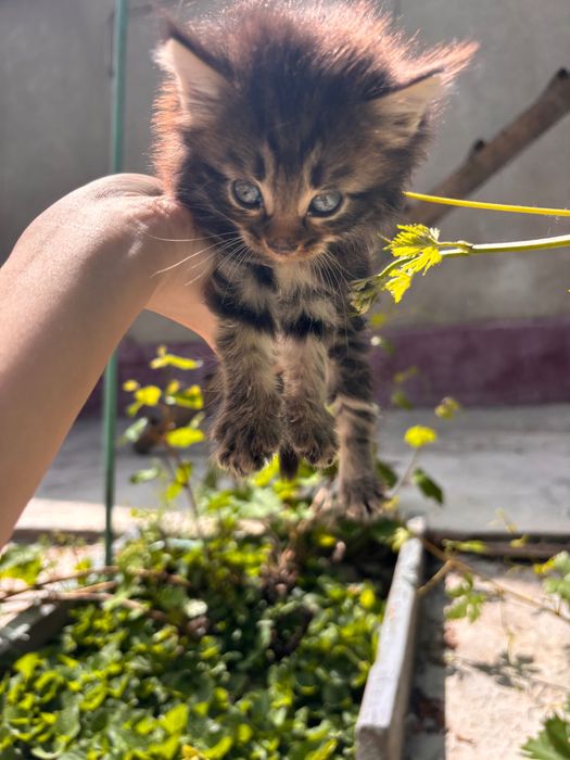 Отдаю котят в добрые руки