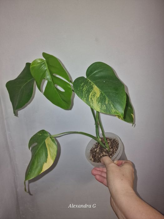 Монстера ауреа  г.Абай