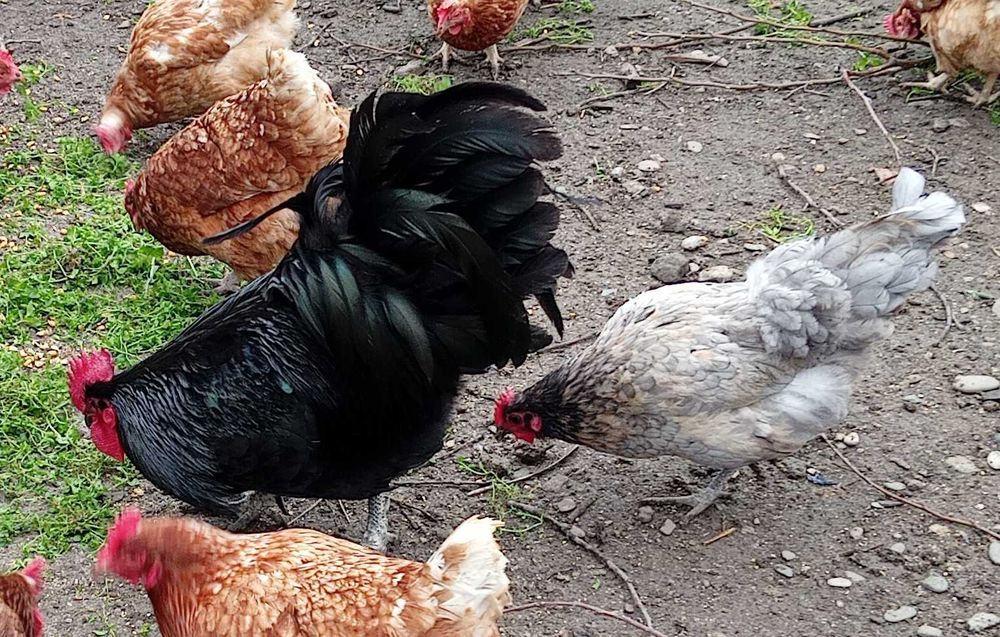 Cocos austrolorp de expozitie