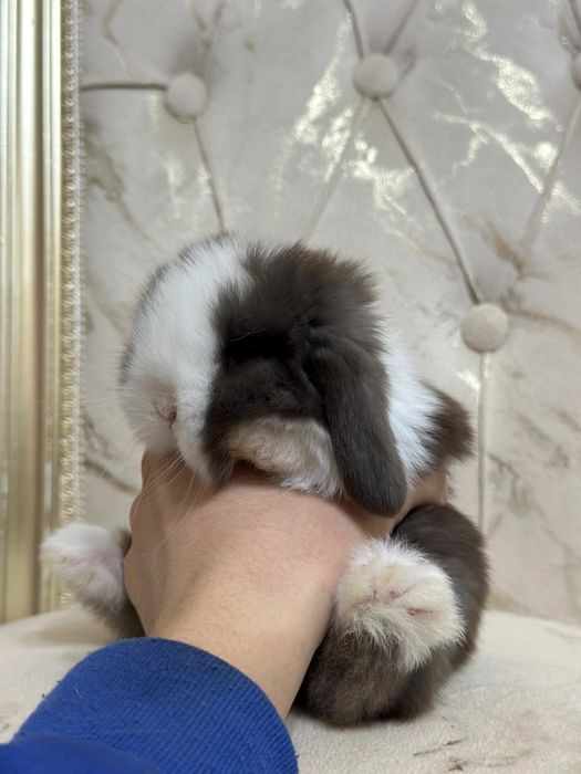 “O‘zbekistonda kamyob, Minilop Splint quyonlari – Premium daraja