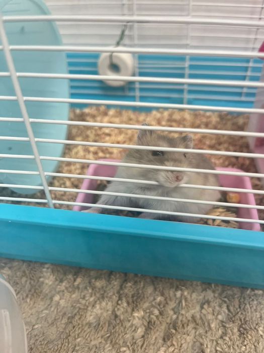 Хомяк  с домиком