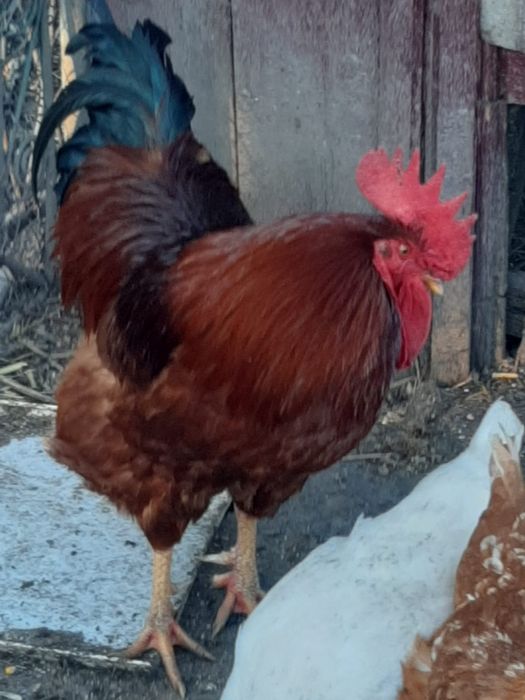 cocoși tineri crescuți la curte schimb cu cereale