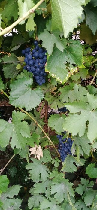 Продам Саженцы местные