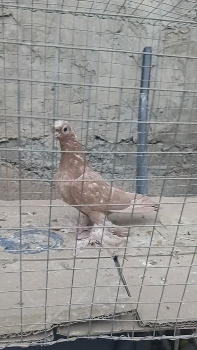 Голуби желтые пискуны.