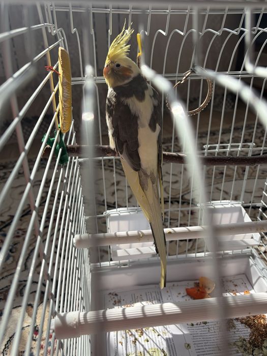 Продам попугая корелла