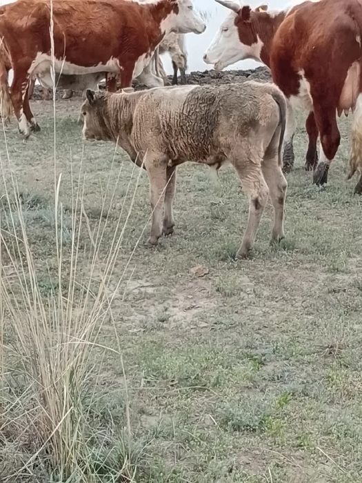 Бұзаулы сиырлар сатылады