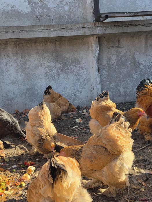 Инкубационые яйца брама