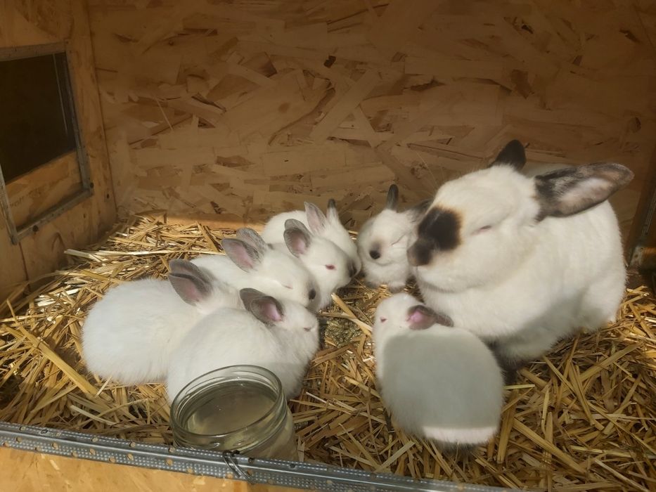 Продается кролики крольчата куен болалари