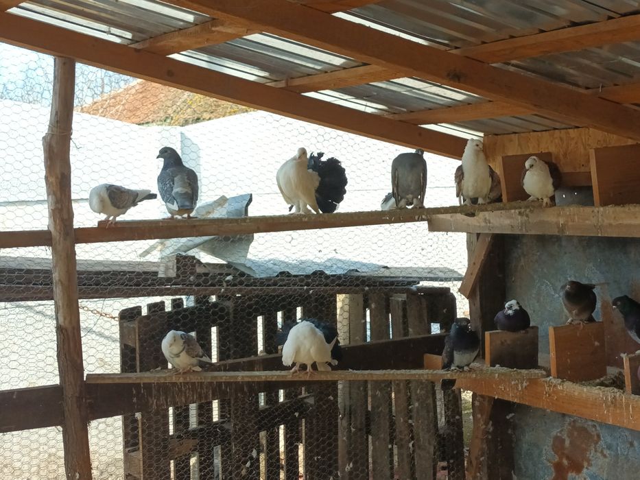 Porumbei de vânzare