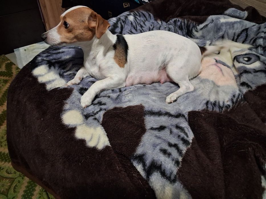 Джак ръсел гр Баня!