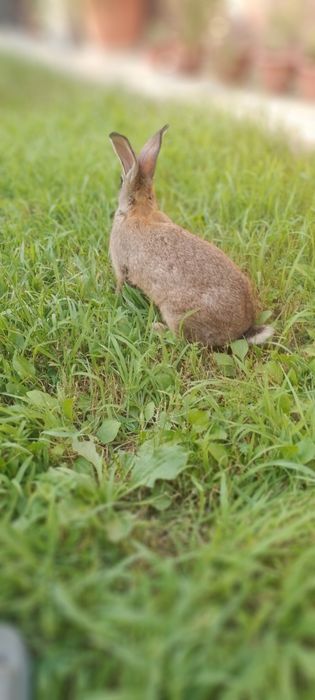 Quyonlar sotilad Прадаютса кролики