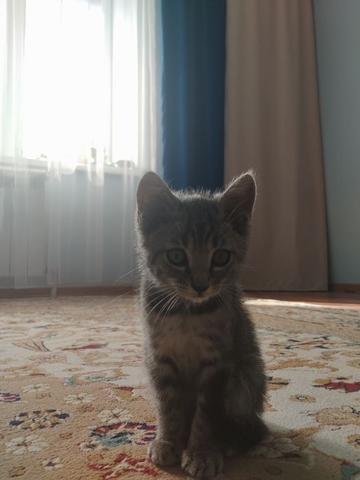 Отдам котенка даром