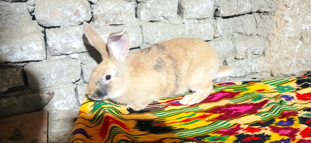 Куен сотиладий манзил самарканд