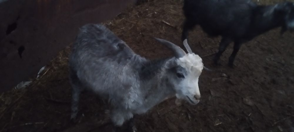 Продами  козлёнка