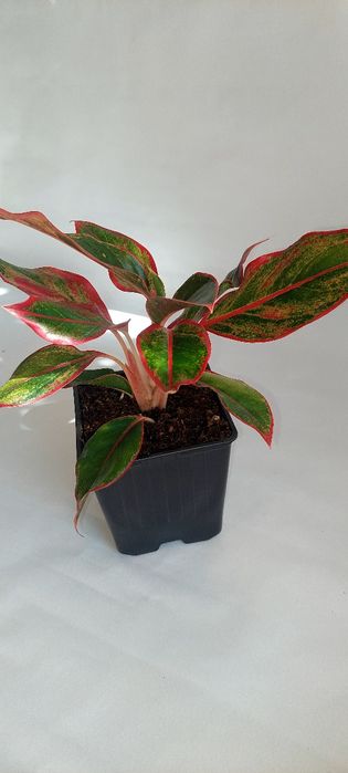 Продам  Аглонемы