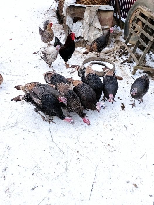 Vând curci și curcani  de anul acesta