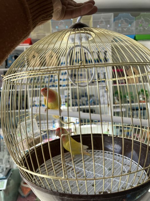 Neraznushnik qushlari sotiladi