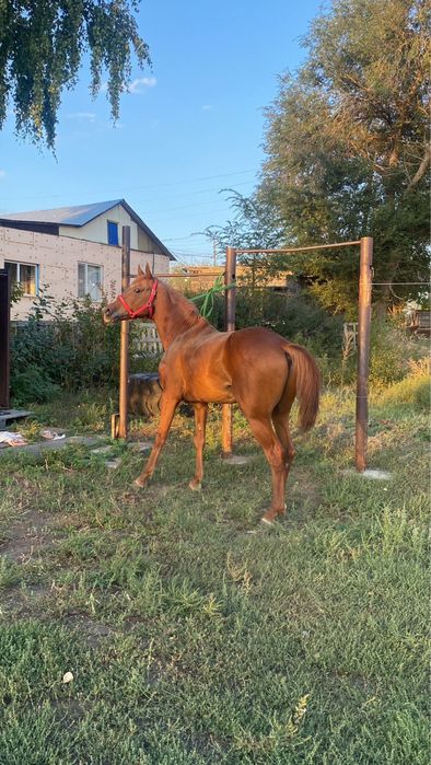 Айғыр көкпарға 100% сау