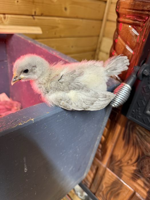 Pui de 3 saptamani Araucana, Ameraucana, Austrolop si Wyandotte