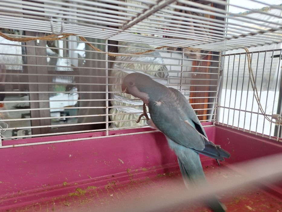 Papagal calugar matur