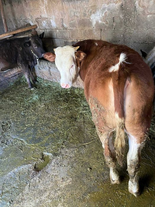 Vand taur baltata romaneasca si junca angus 0745320172