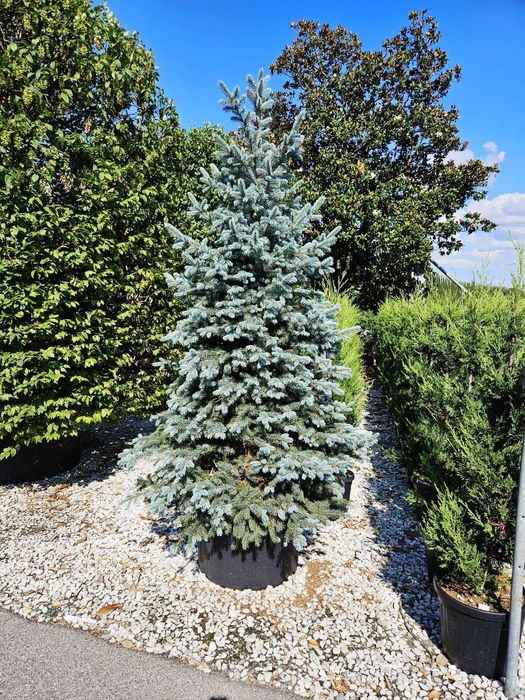 Plante ornamentale Tuia Spirala , Brad argintiu