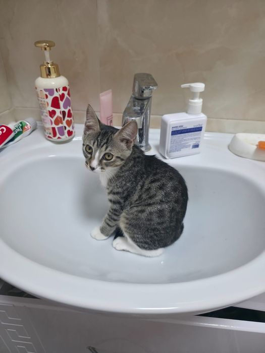 Отдам бесплатно котенка