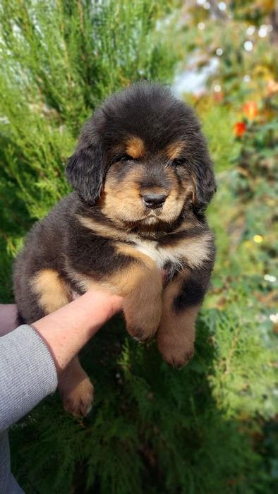 Щенки Тибетского Мастифа