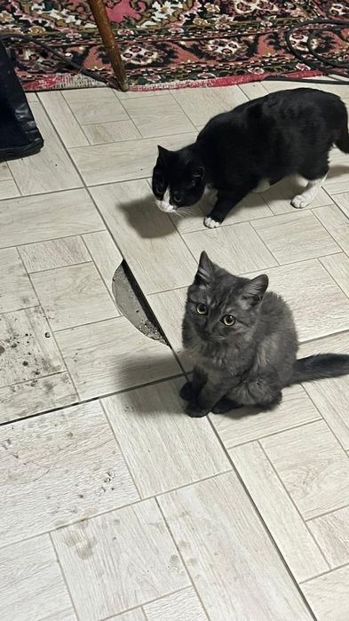 Котята  в поиске дома , мальчики и девочки