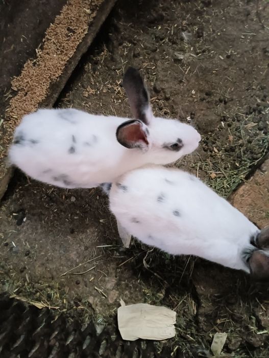 Продаются крольчата, скоро 3 мес,по 2800т