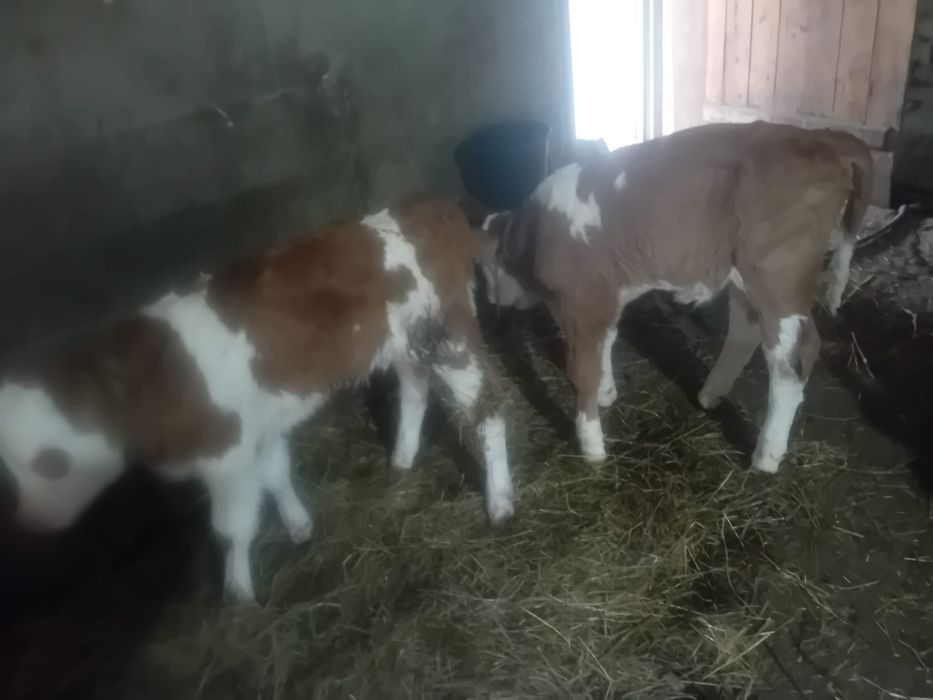 Trei tăurași și o vițea