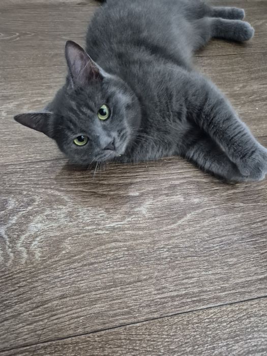 Отдам котят (мальчики )