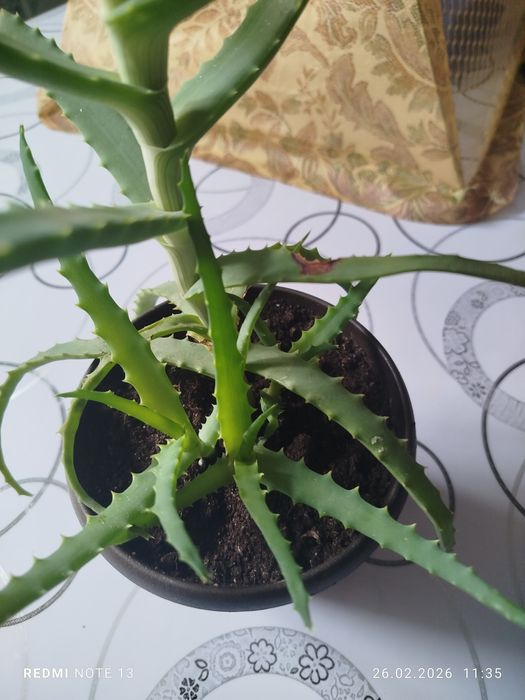 Продам алоэ недорого