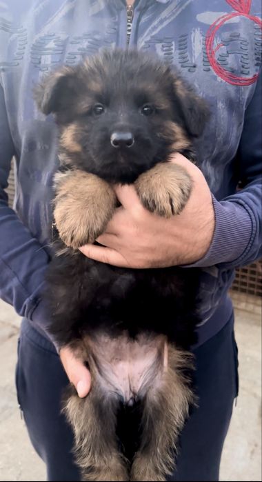 Femela ciobanesc german par lung cu pedigree