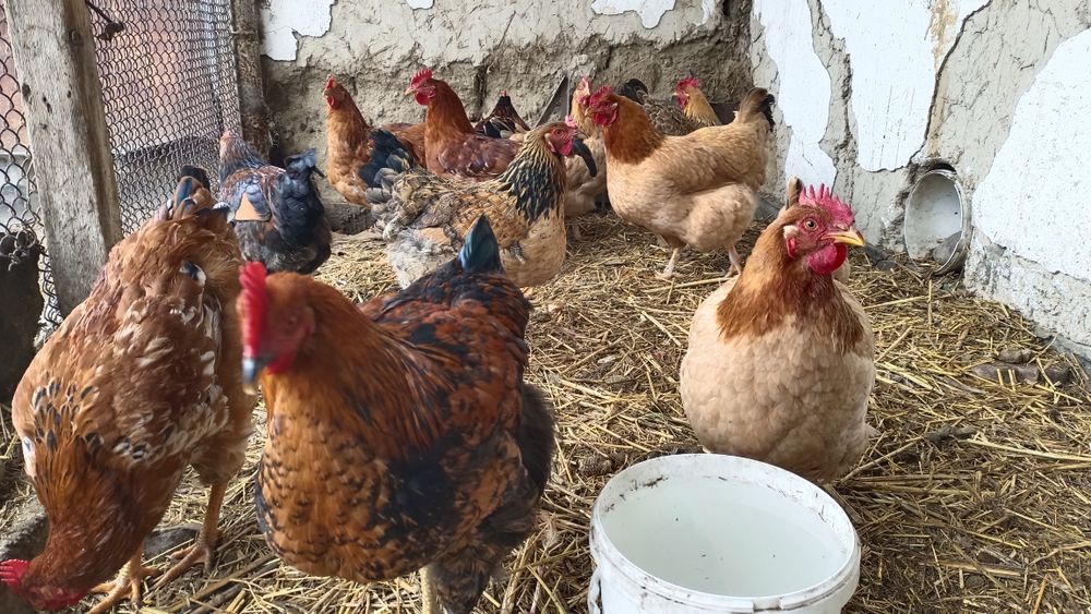 Куры  и  Петушки.