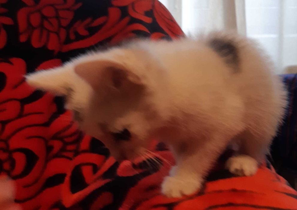 Donez pisoi pentru adoptie