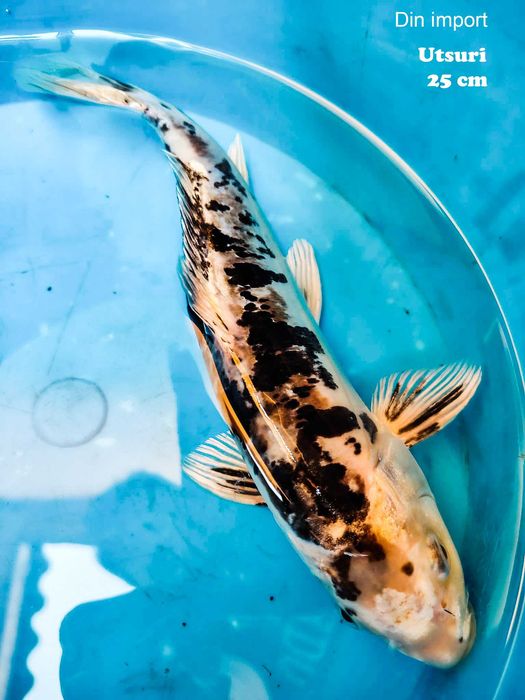 Crapi koi iaz import, 20-25 cm ( Km 44 pe A1 București-Pitești )